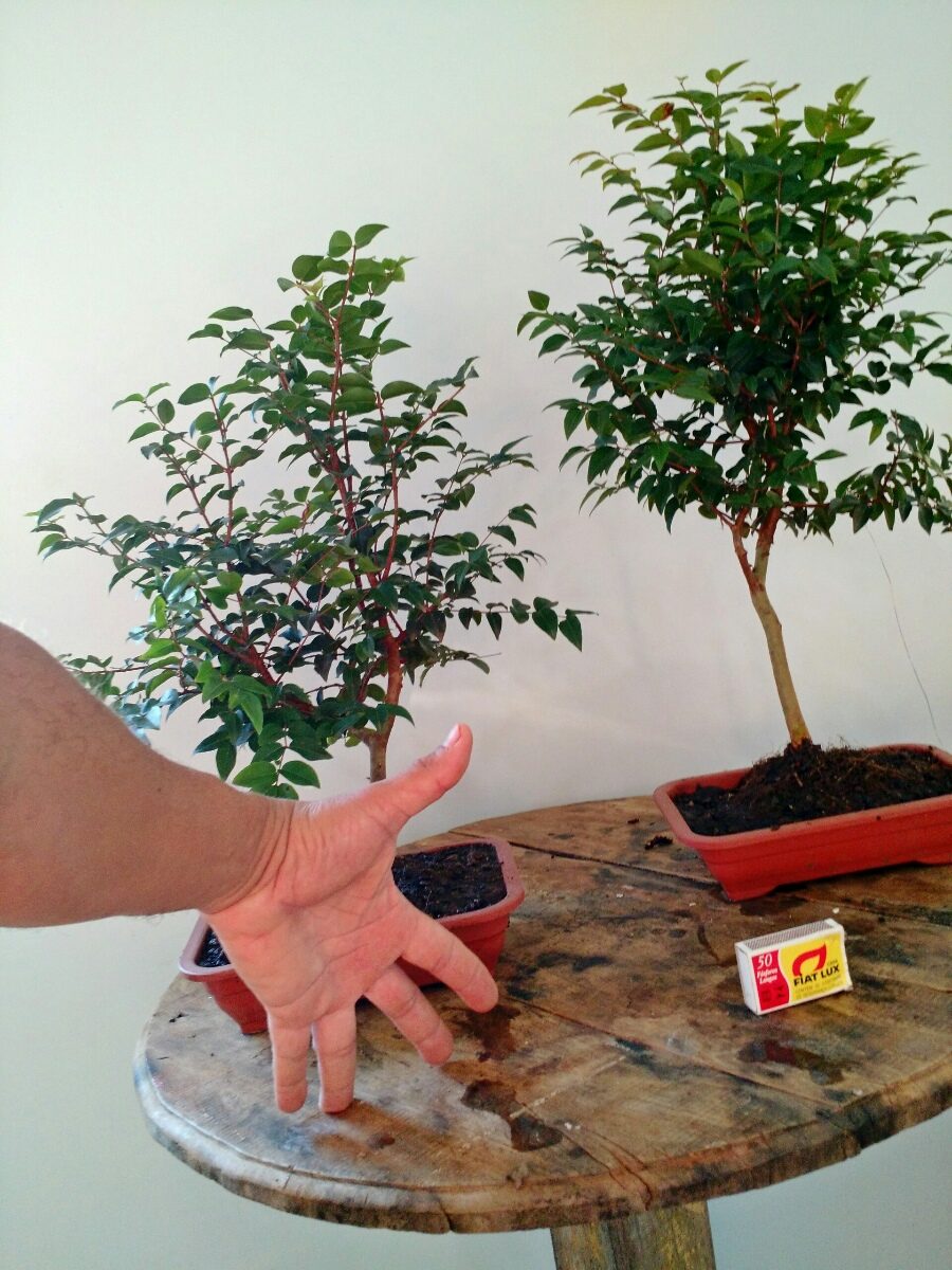  Bonsai De  Jabuticaba 5 Anos R 79 00 em Mercado Livre