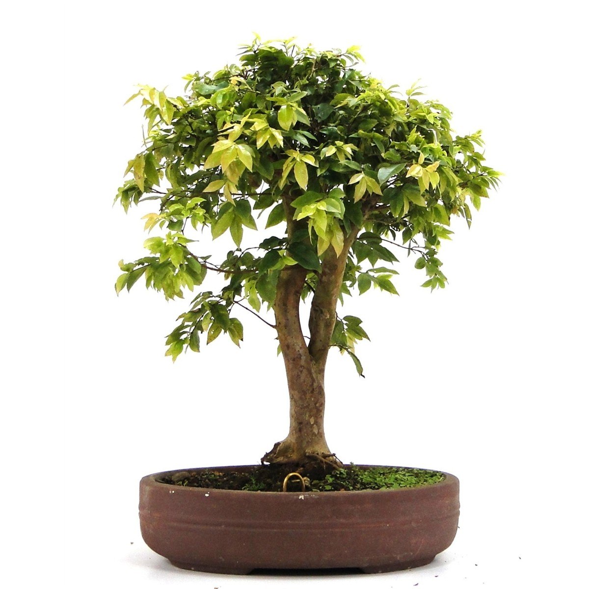  Bonsai De  Jabuticaba R 150 00 em Mercado Livre