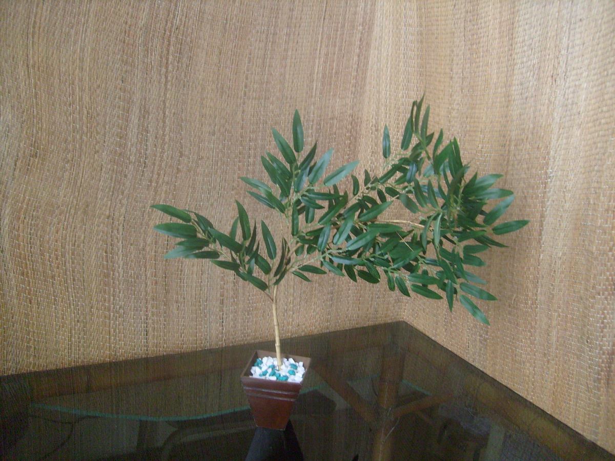 semi bonsai semi bonsai