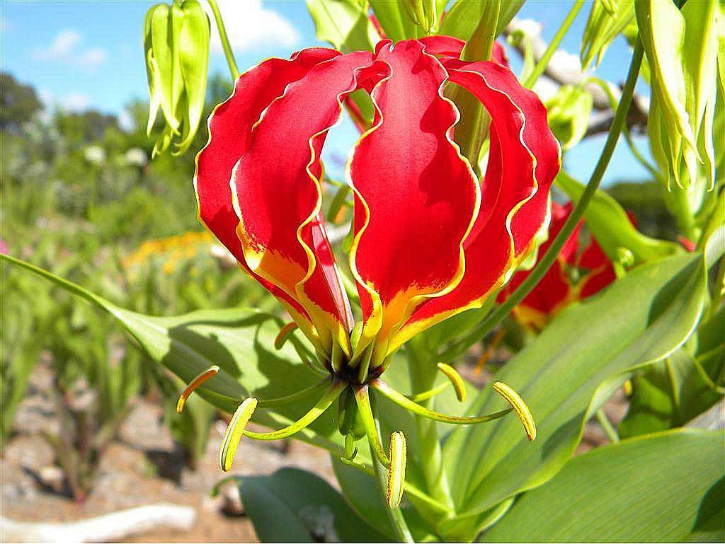 Bulbo Da Linda Flor Trepadeira Gloriosa R 35 00 em 