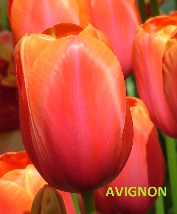 20 Bulbos de Tulip/àn AMARILLO GOLDEN APELDOORN Bulbos de alta calidad Holandesa