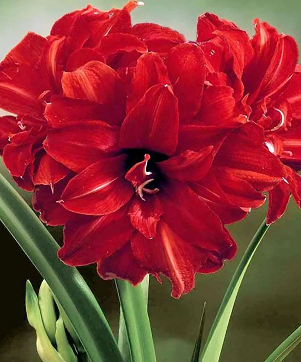 Bulbos Flor Amarílis - Amaryllis Bingo Dobrada - R$ 22,90 em Mercado Livre