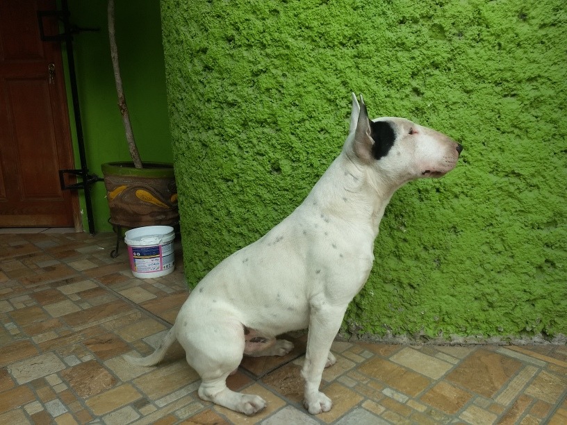 Bull Terrier Ingles Para Cruza. - $ 1,500.00 en Mercado Libre