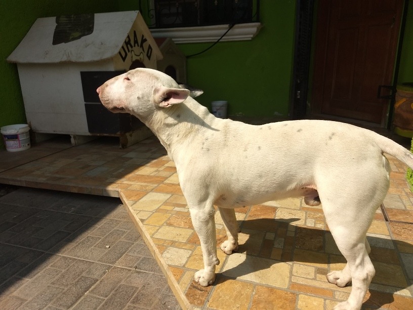 Bull Terrier Ingles Para Cruza. - $ 1,500.00 en Mercado Libre