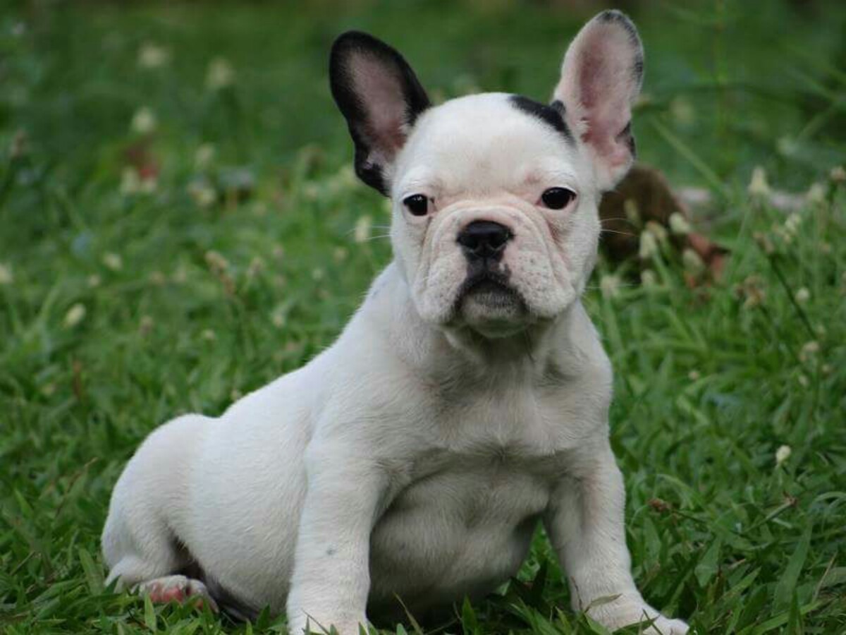 Bulldog Frances Blue Gene Canil Pet Vip Olorum R 3.500
