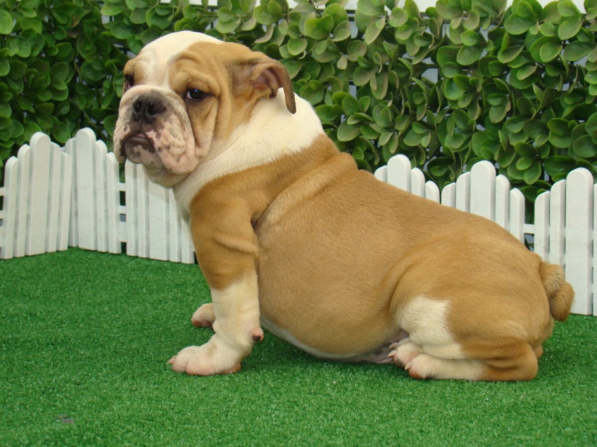 Bulldog Ingles Machos Precio Especial - $ 13,000.00 en Mercado Libre