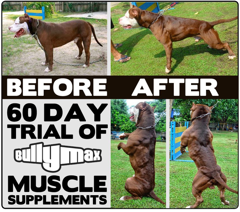 Bully Max Dog Food For German Shepherd Bully Max Dog Food For German Shepherd