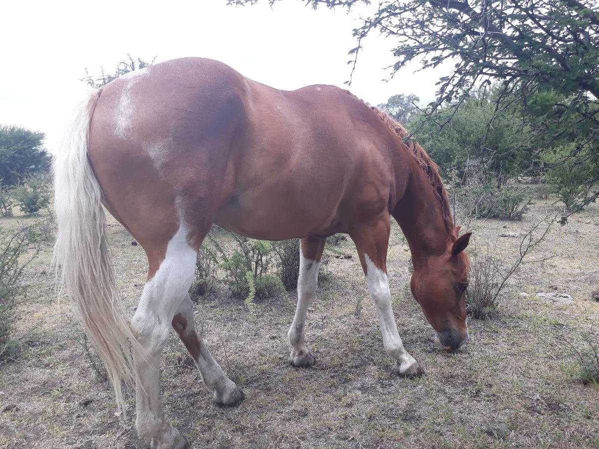 Caballo Cuarto De Milla Pinto Cabalgatas - $ 16,000.00 en Mercado Libre Caballo Cuarto De Milla Pinto Cabalgatas - $ 16,000.00 en Mercado Libre
