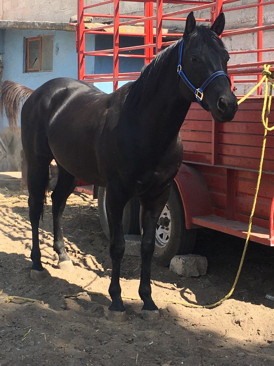 Caballo Cuarto Milla 7 Años Prieto Zaino Precio A Tratar ... Caballo Cuarto Milla 7 Años Prieto Zaino Precio A Tratar ...