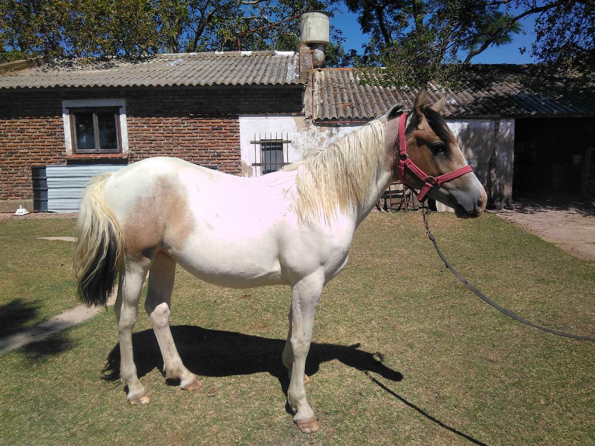 Caballos Cuarto Milla - Caballos en Mercado Libre Argentina Caballos Cuarto Milla - Caballos en Mercado Libre Argentina