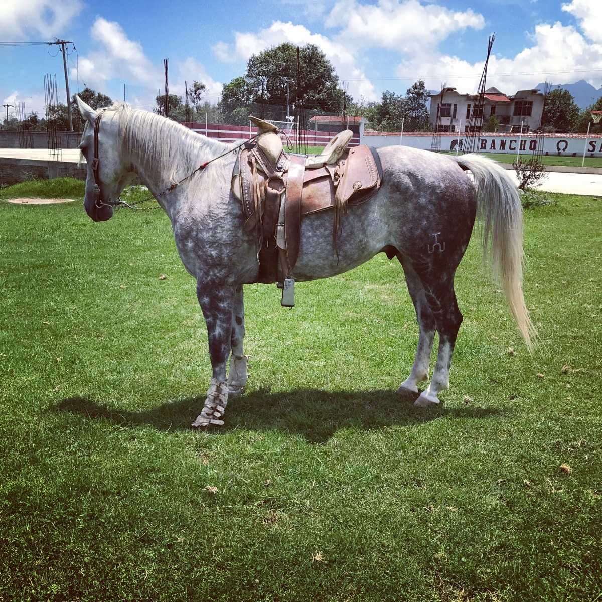 Caballos Cuarto Milla - Caballos y Yeguas en Mercado Libre México Caballos Cuarto Milla - Caballos y Yeguas en Mercado Libre México