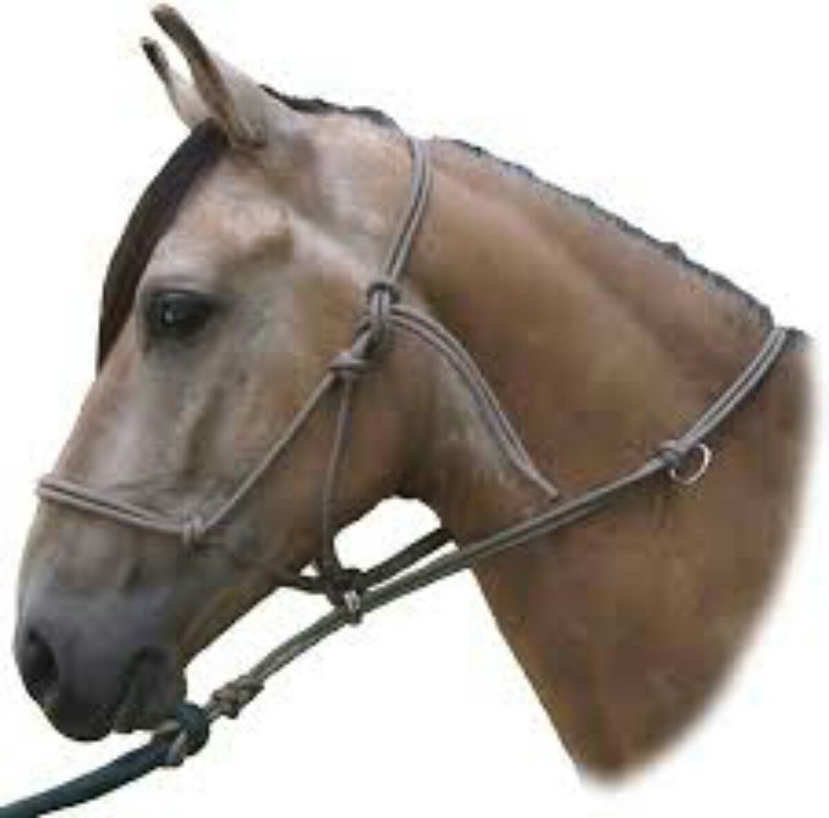 cabezal-sierra-horse-halter-y-de-nudos-D_NQ_NP_112111-MCO20482505236_112015-F.jpg