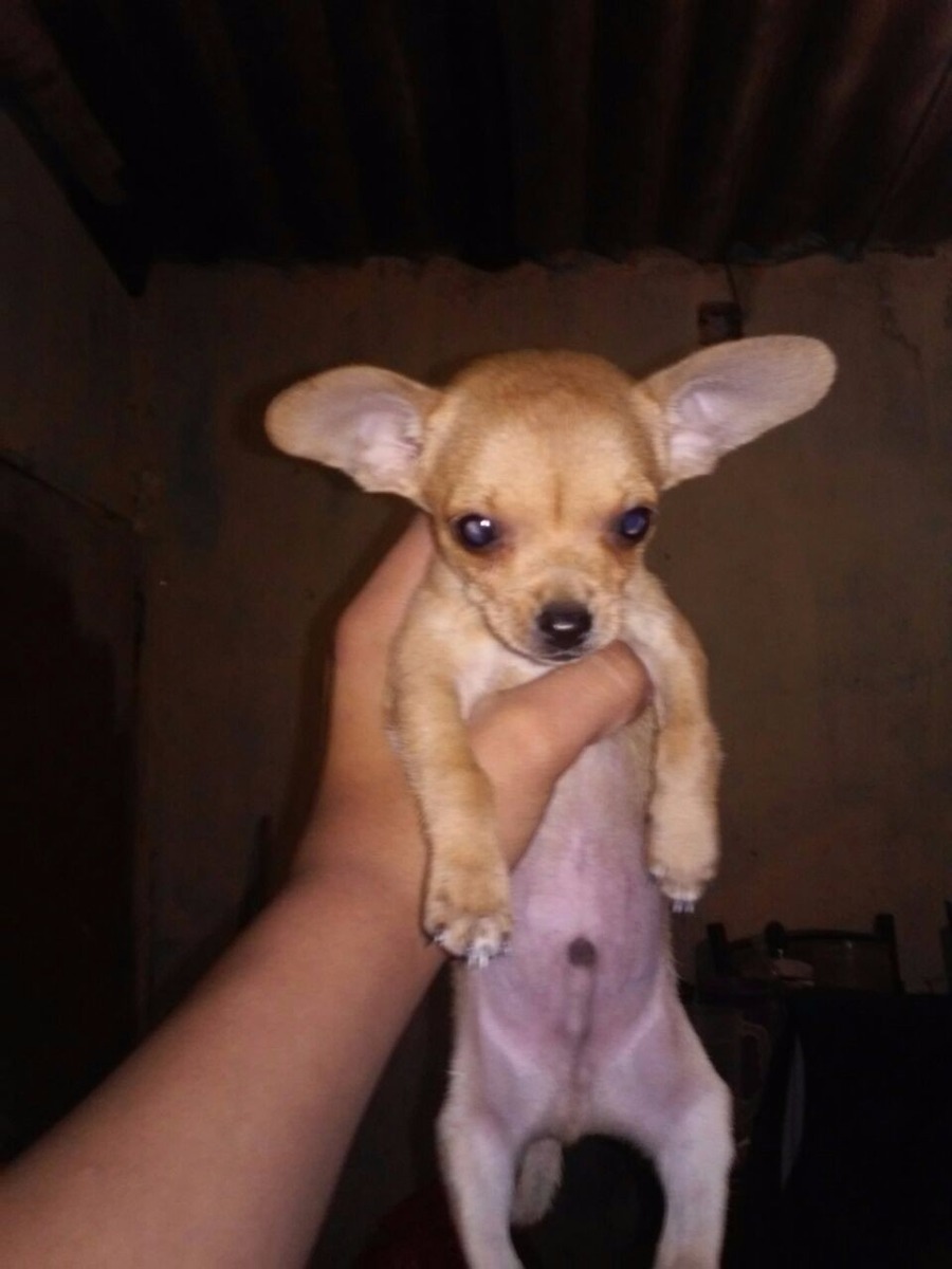 Cachorro Chihuahua Cabeza De Venado. 2,499.00 en