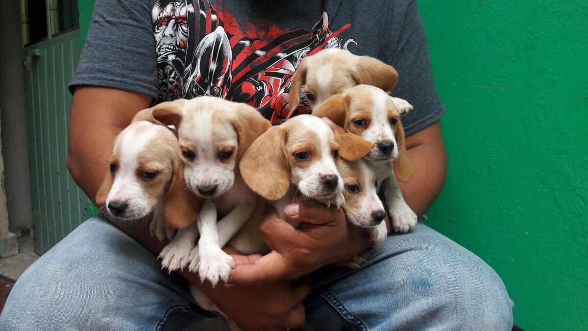 Cachorros Beagle Bicolor 1,000.00 en Mercado Libre