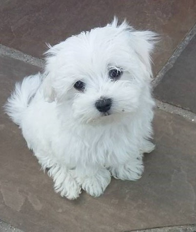 bichon maltes adopcion