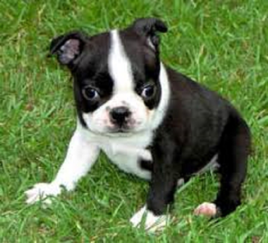 Tumblr hmod tie qktnjdo Photos de boston terrier