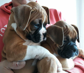 Perritos Boxer Atigrado Perros En Mercado Libre Argentina Perritos Boxer Atigrado Perros En Mercado Libre Argentina
