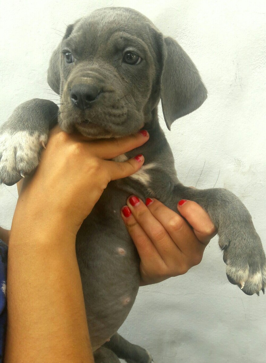 Cachorros Cane Corso Grises Fca 1200000 En Mercado Libre