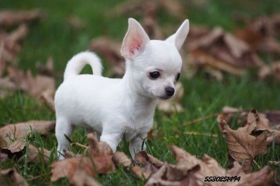 Resultado de imagen para cachorro chihuahua