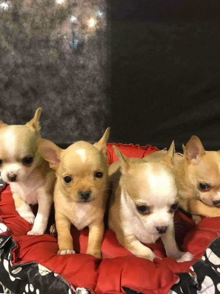 Cachorros Chihuahua De Bolsillo 2,500.00 en Mercado Libre