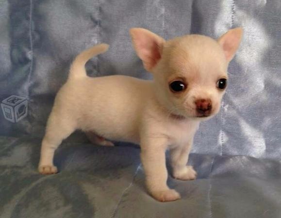 Cachorros Chihuahuas Toy Cabeza De Manzana Blancos S