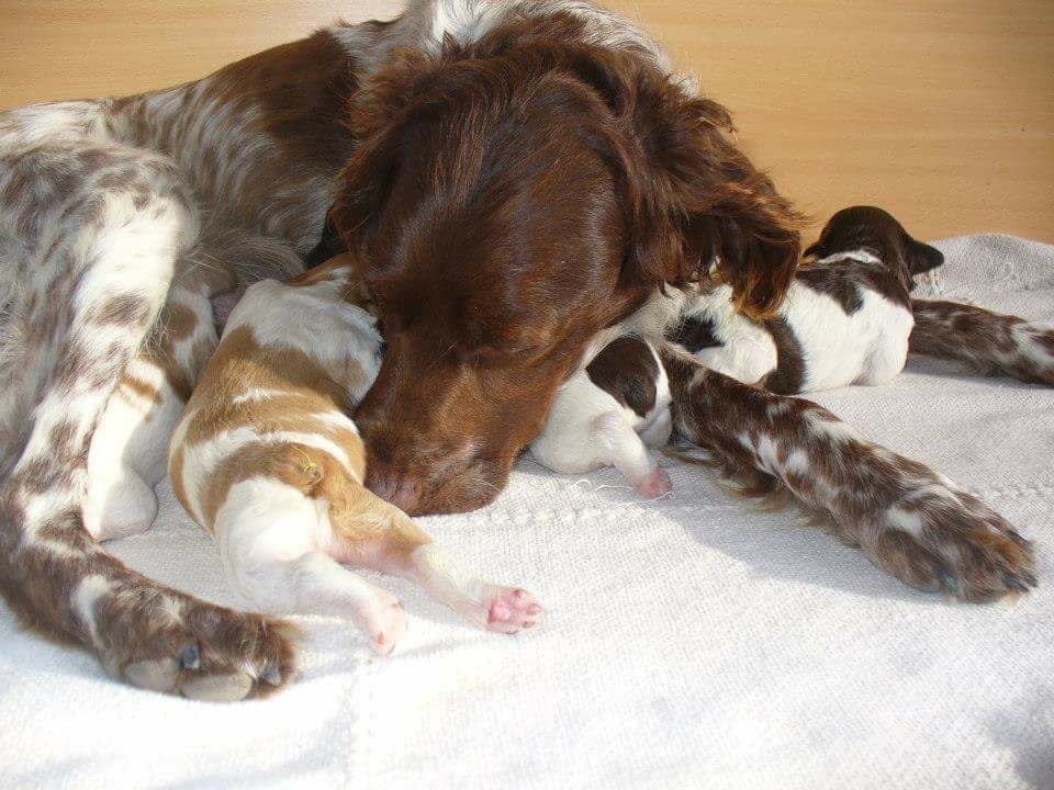 cachorros de breton epagneul preciosos 7 000 00 en mercado libre