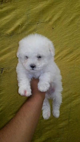 French Poodle Tacita De Te Y Mini Toy Puebla Perros Cachorros French Poodle Tacita De Te Y Mini Toy