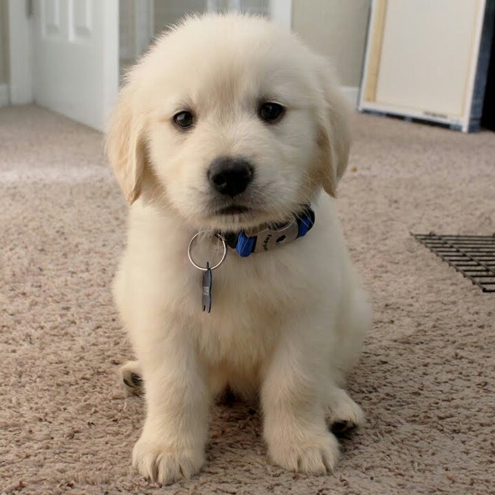 cachorros golden puros la