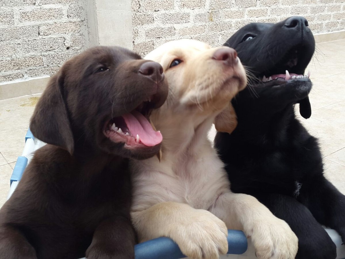 Cachorros Labrador - Envios A Toda La Republica - $ 3,300.00 en Mercado