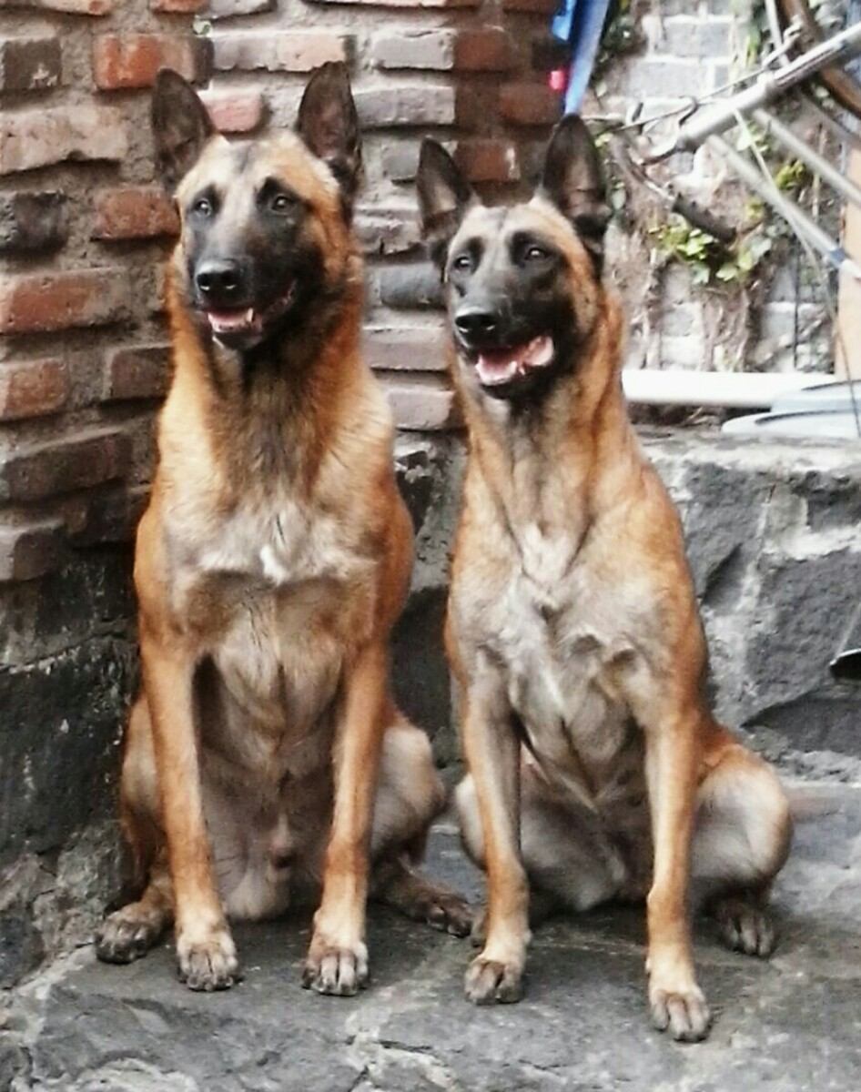 Fotos cachorro pastor belga malinois 13 Fotos cachorro pastor belga malinois 47
