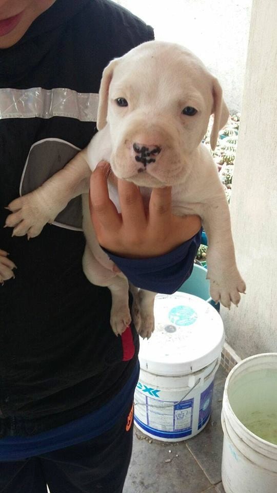 Cachorros Pitbull Originales De Ojos Azules Y Cafes De 1 Mes - $ 1,200.
