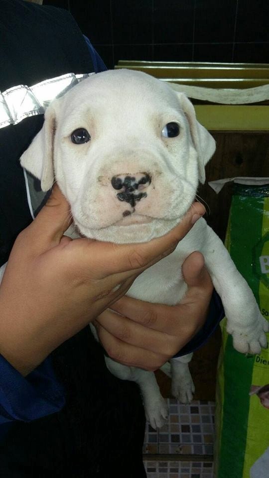 Cachorros Pitbull Originales De Ojos Azules Y Cafes De 1 Mes - $ 1,200.