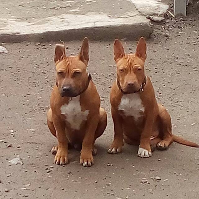 Image Result For About Red Nose Pitbull Image Result For About Red Nose Pitbull