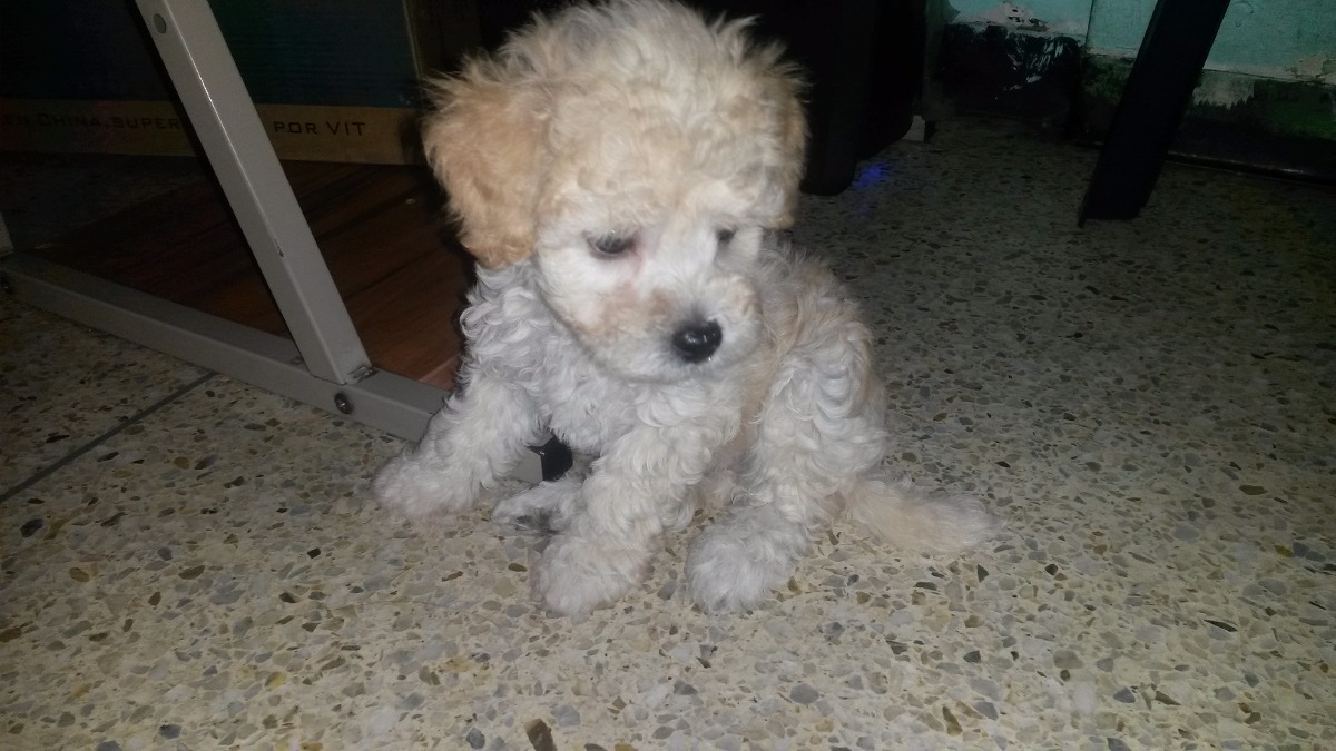 Cachorros Poodle Mini Toy Tacita De Te Macho Ultimo Bs 0 23 En Cachorros Poodle Mini Toy Tacita De Te