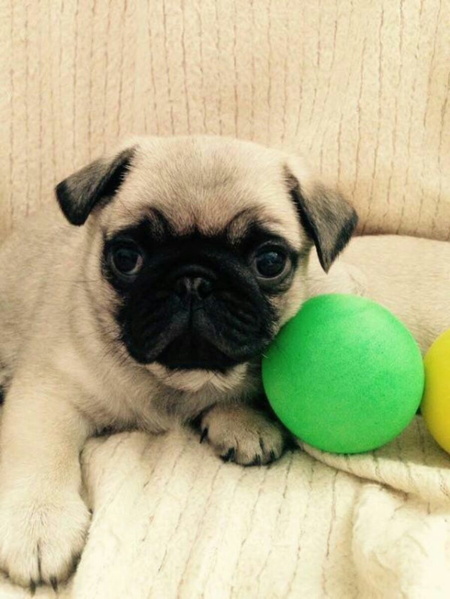 raza pug cachorros pug 100 raza pura 4 299 00 en mercado libre raza pug cachorros pug 100 raza pura 4 299 00 en mercado libre