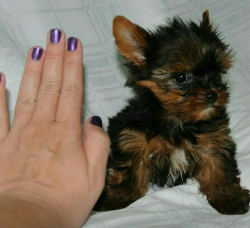 yorkie miniatura cachorros yorkie miniatura machos y hembras 800 000 en mercado libre yorkie miniatura cachorros yorkie miniatura machos y hembras 800 000 en mercado libre