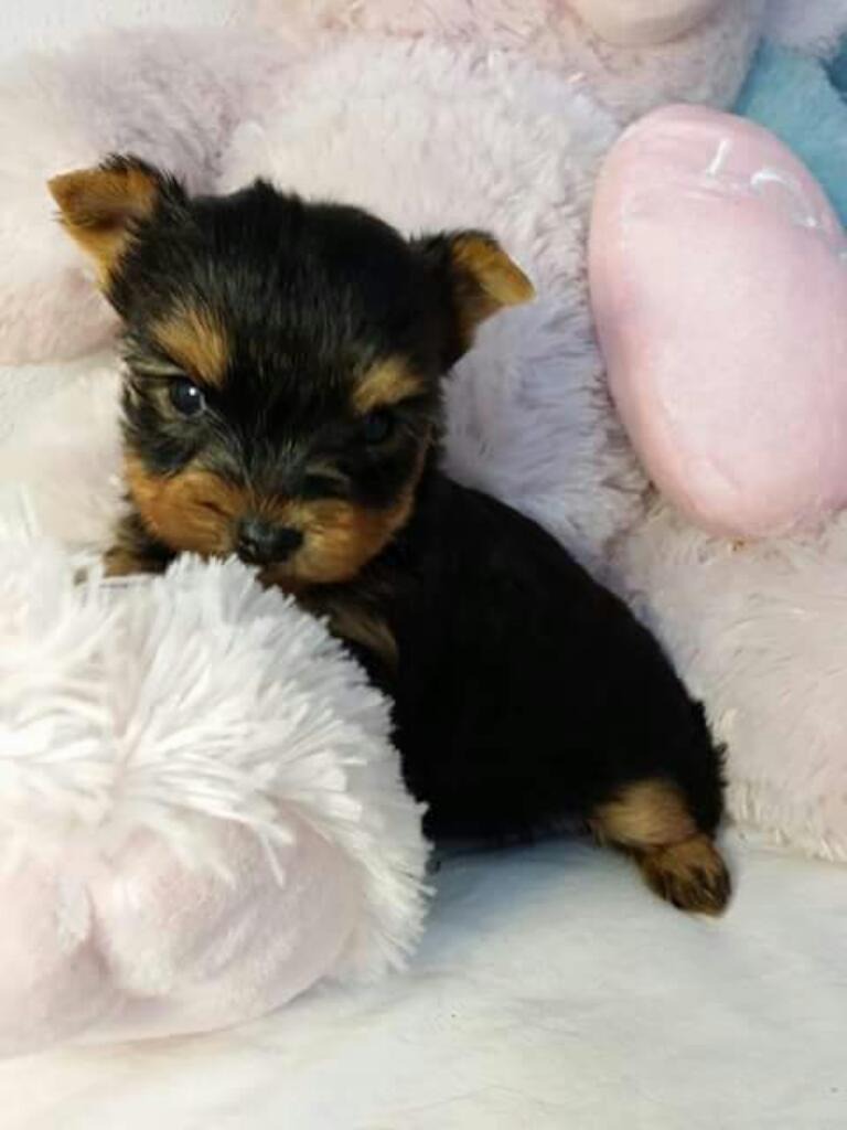 Resultado de imagen para toy yorkie