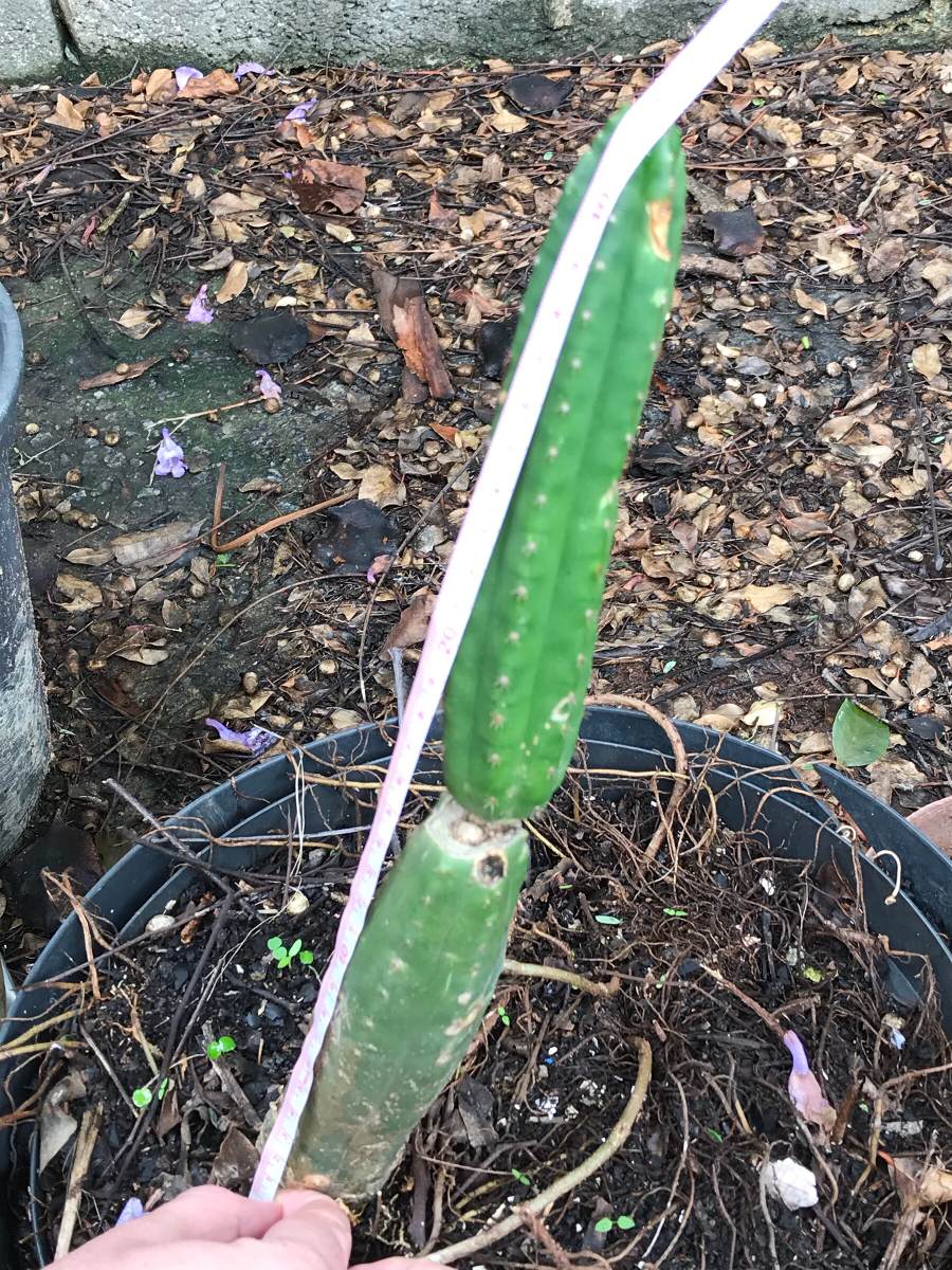 Cactus San Pedro (echinopsis Pachanoi) 31,5 Cm Psicodélico ...