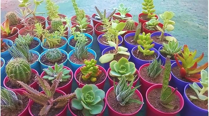 Resultado de imagen para cactus y suculentas