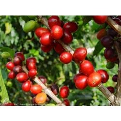 cafeto planta de cafe