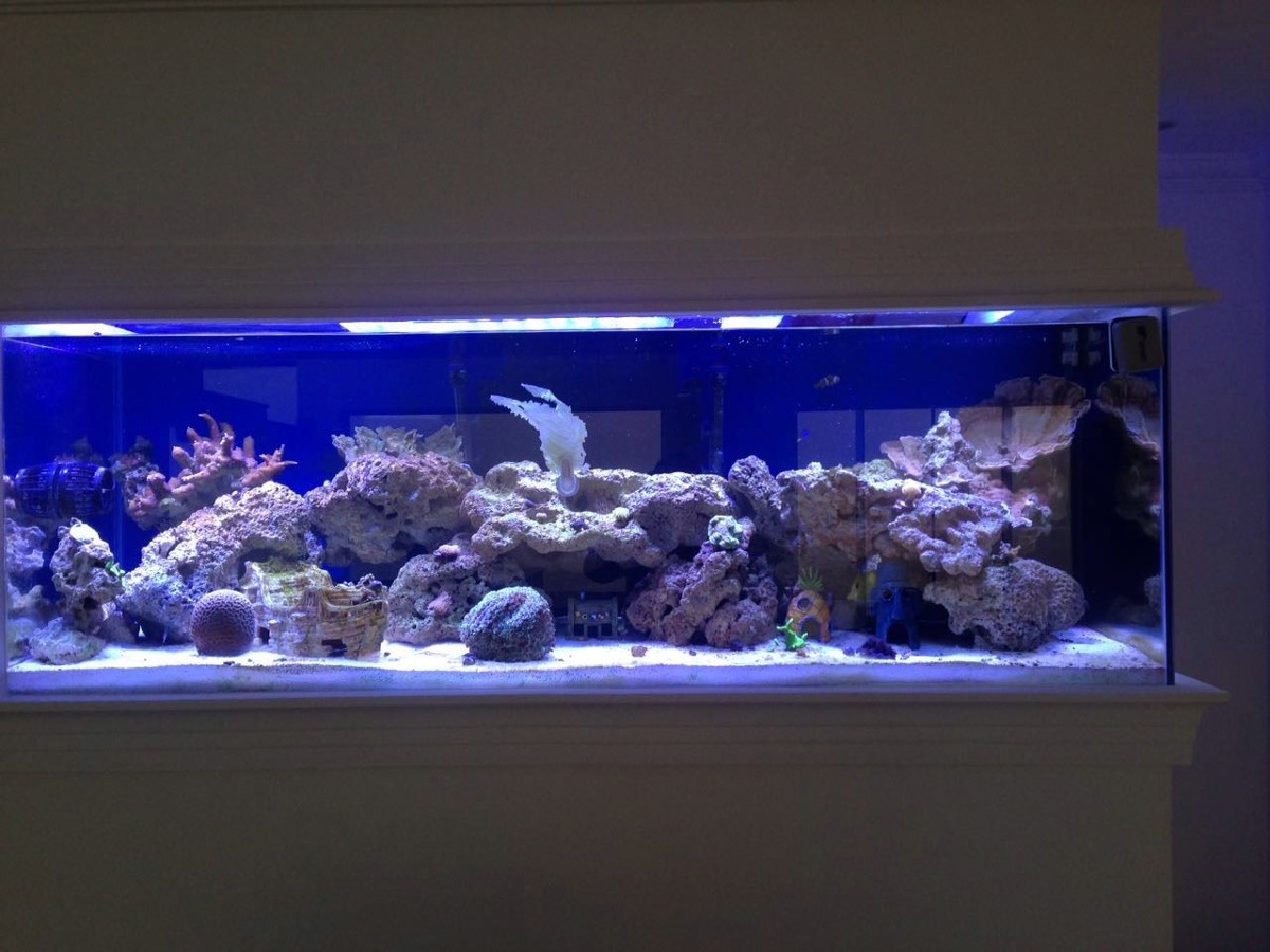 Calha de led orphek atlantik v 2.1 b dual ship reef marinho r ...