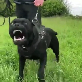Perros Perros Y Cachorros Cane Corso En Mercado Libre México