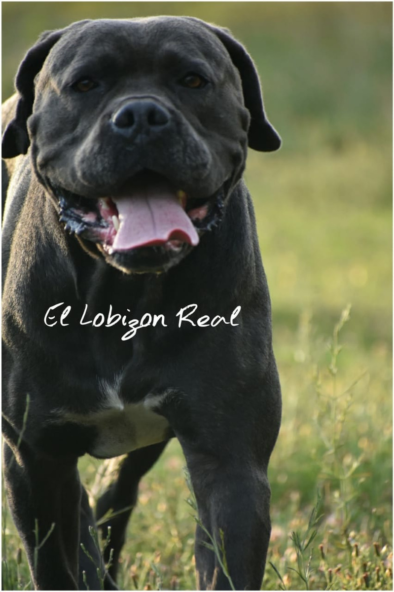 Cane Corso Gris Servicio 5000 En Mercado Libre