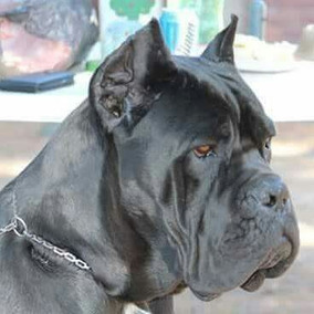 Cane Corso Negro Perros De Raza En Mercado Libre Argentina