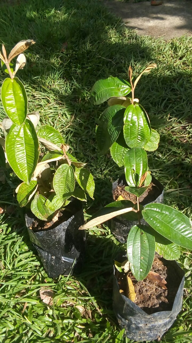 Canela De Velho Miconia Albicans Mudas Organica R 50 00 Em