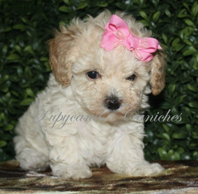 Mini Toy De 2 Meses Cuanto Miden Perros Raza Hembra En Morón Mini Toy De 2 Meses Cuanto Miden