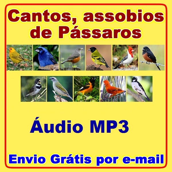 canto de passaros mp3 160 cantos brinde som da natureza lx r 17