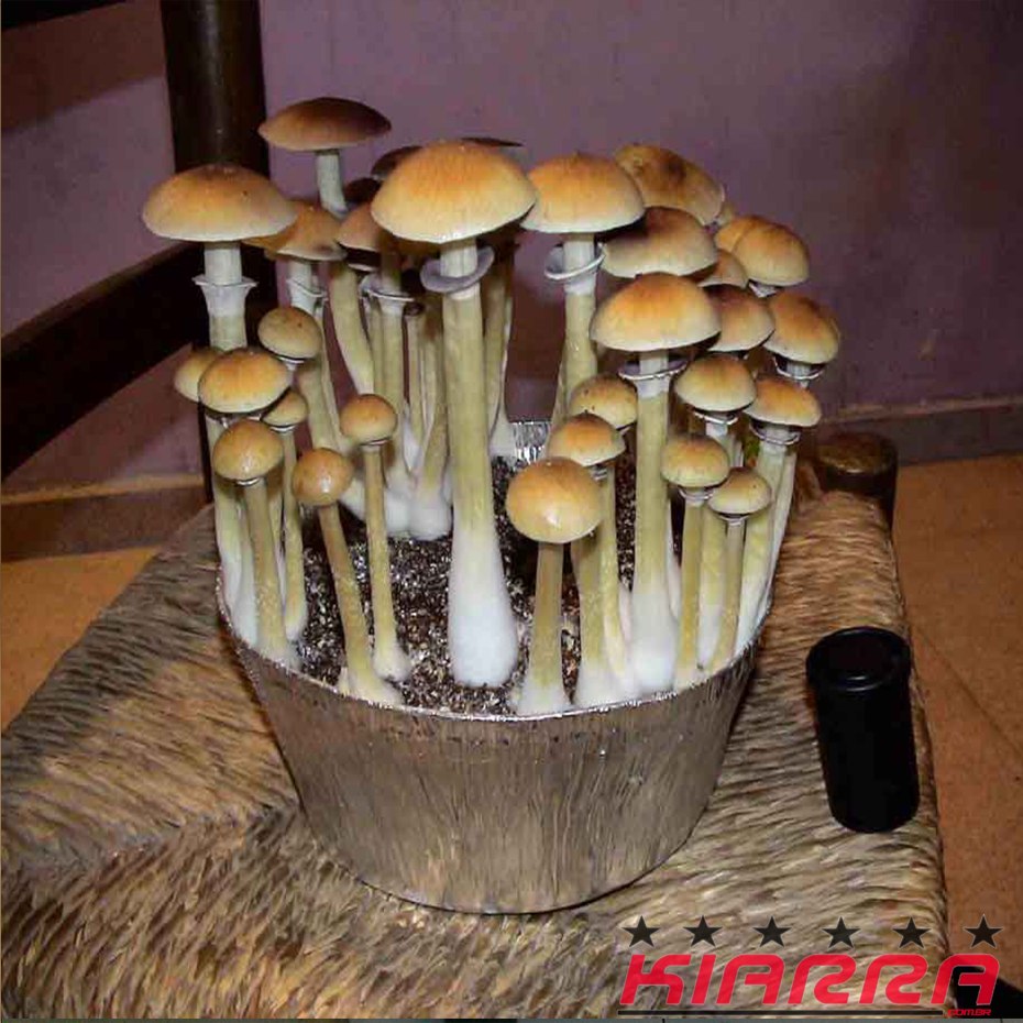 carimbo de esporos psilocybe