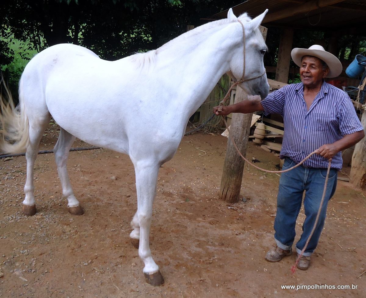 Cavalo Branco De Cela E Charrete - 4 Anos De Idade - R$ 4 