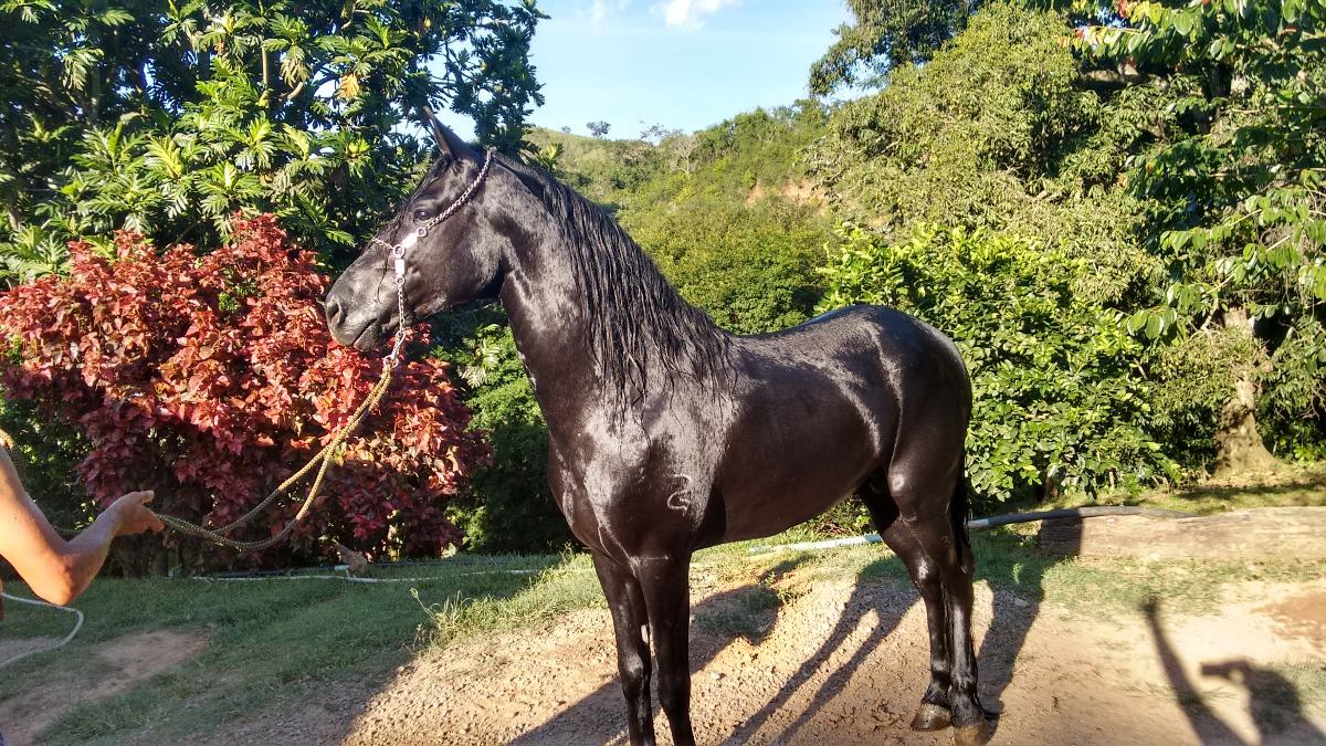 Cavalo Mangalarga Marchador Preto Fechado Controlado - R$ 8.000,00 em